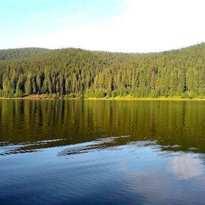 Padurea Langa Lacul Fantanele Belis